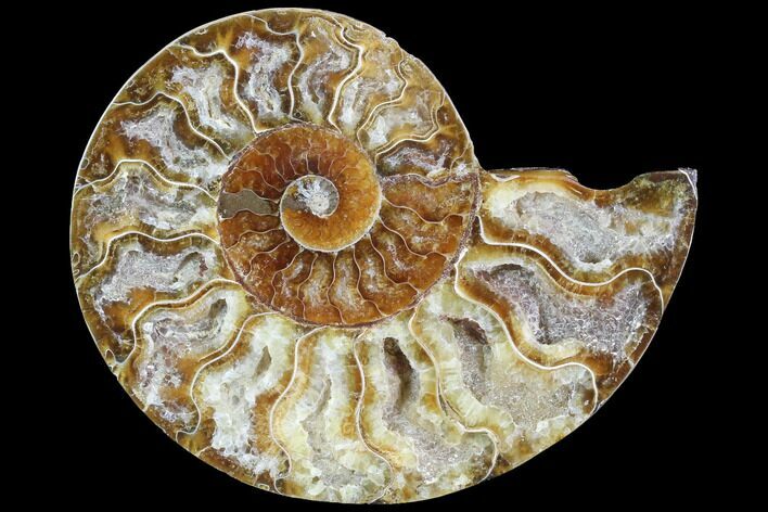 Agatized Ammonite Fossil (Half) - Crystal Chambers #88239
